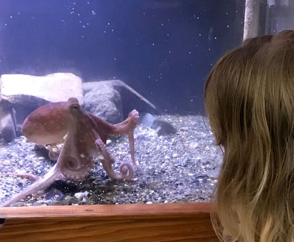 Child watching a red octopus resting on gravel inside an aquarium tank at the Charleston Marine Life Center.