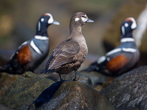 A female Harlequin Duck stands on a rocky shoreline surrounded by two colorful male Harlequin Ducks on the Southern Oregon Coast.