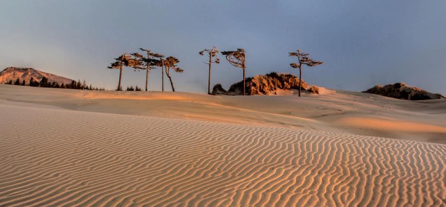 Rippled sand dunes at golden hour with wind-bent pine trees along the ridge at Oregon Dunes National Recreation Area.