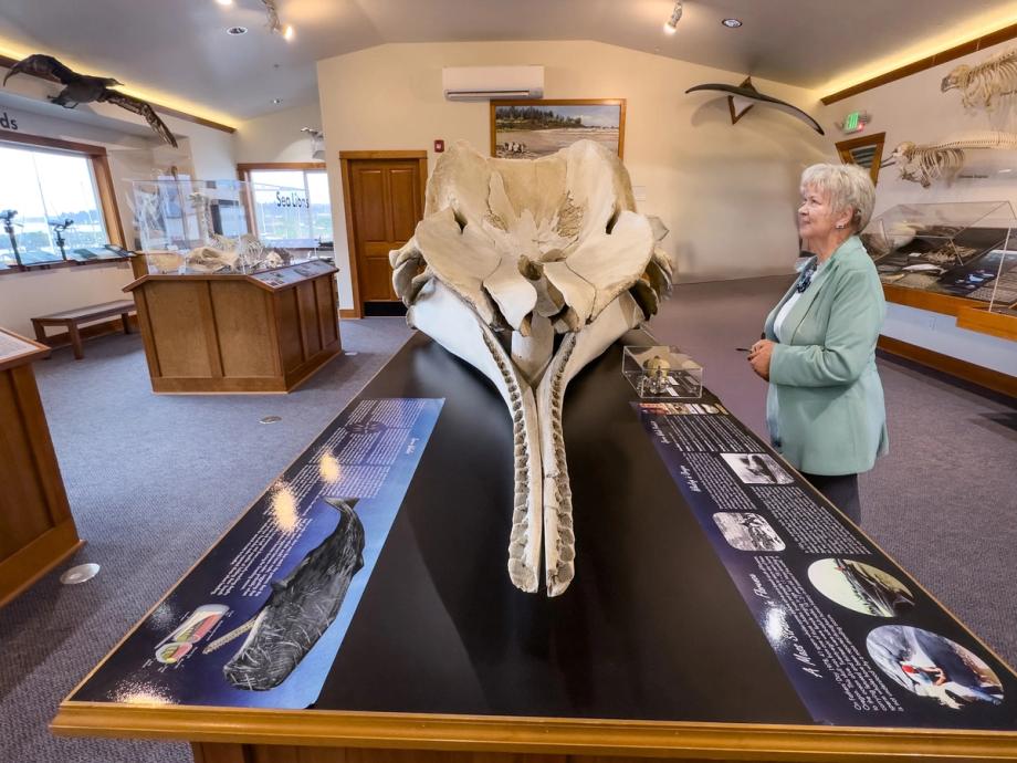 An older woman views a large whale skull on display at the Charleston Marine Life Center, surrounded by marine mammal skeletons, mounted seabirds, and interpretive panels in a bright gallery space.