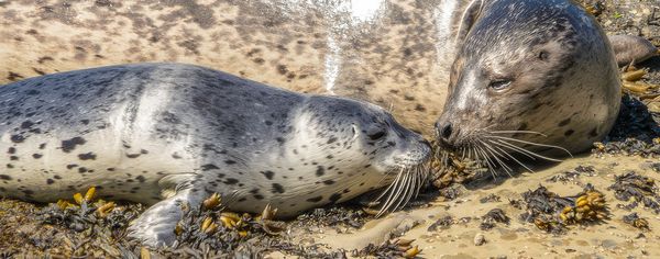 Two spotted gray seals touch noses affectionately on a kelp-strewn beach.