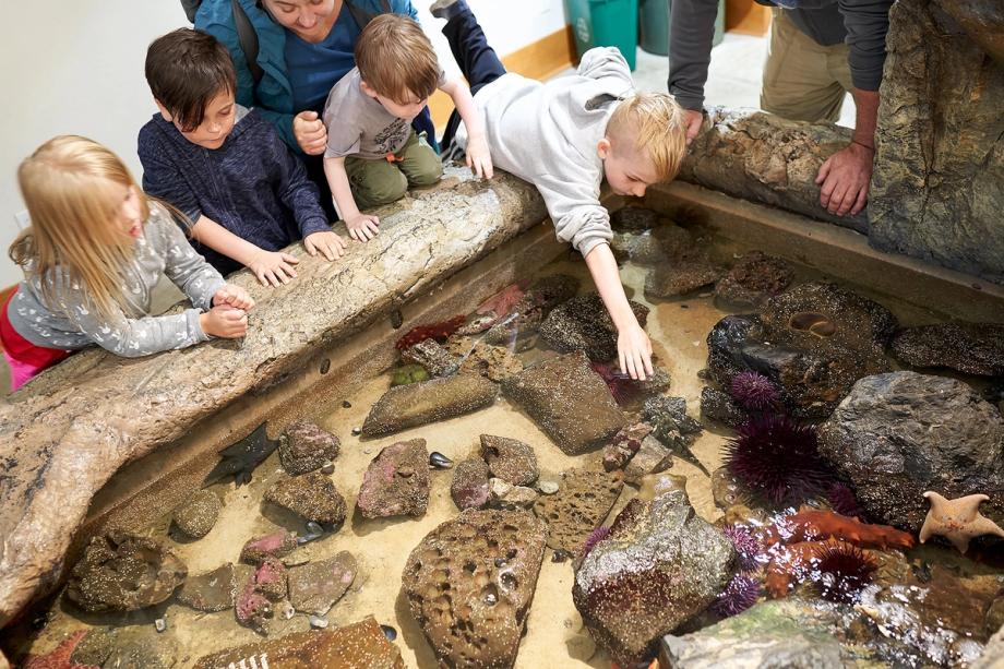 Children at the Charleston Marine Life Center lean over an indoor touch tank filled with sea stars, urchins, and rocks, reaching in to touch the marine life while adults look on.