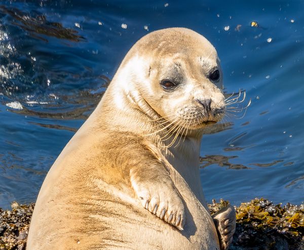 A pale seal with long whiskers rests on kelp-covered rocks, glancing sideways.