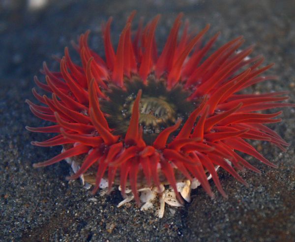 Close-up of a red fish-eating anemone with long tapered red tentacles spread open under water.