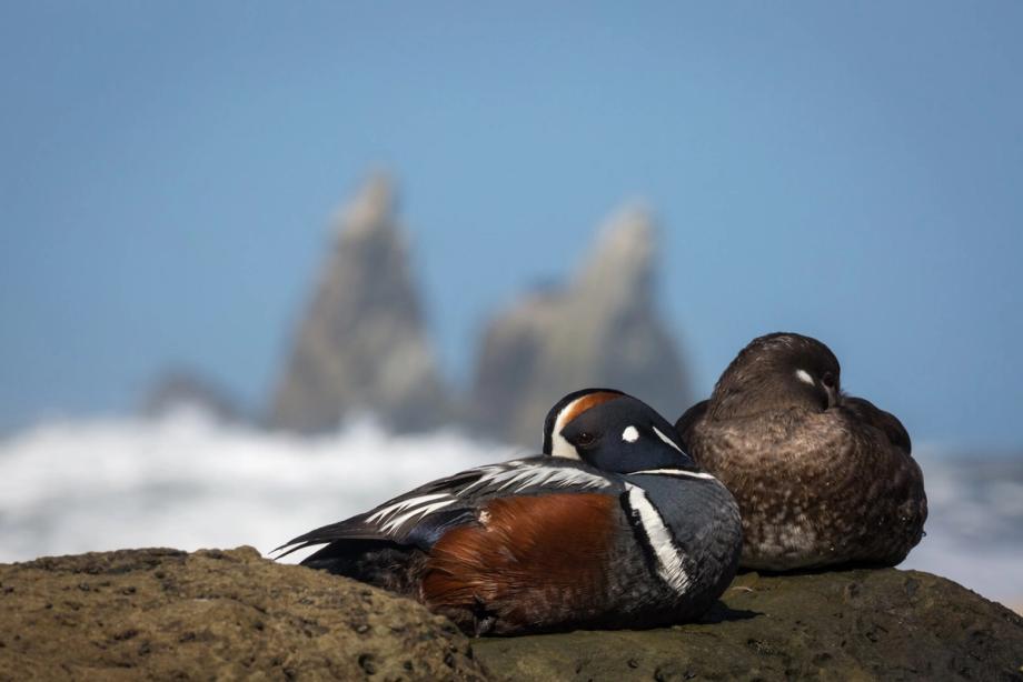 A pair of harlequin ducks resting on a coastal rock, with sea stacks and ocean waves blurred in the background.