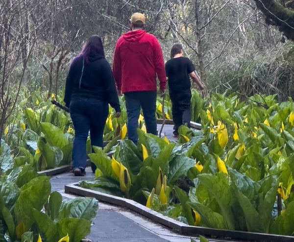 Three people walk along a boardwalk through a marsh of yellow skunk cabbage at the Estuary Study Trails.