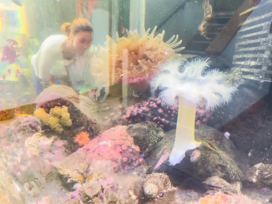 A woman looks closely at a marine aquarium tank filled with colorful sea anemones, coral, and other ocean life at the Charleston Marine Life Center.