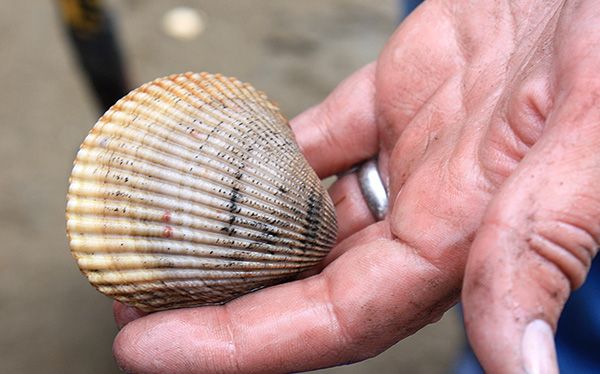 A hand holding a single ribbed clam shell on a beach.