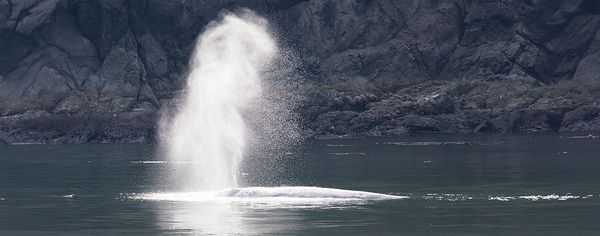 A gray whale spouts a tall plume of mist at the ocean surface near rocky coastal cliffs along the Oregon Coast.