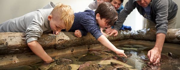 Children and adults reaching into a touch tank to explore sea stars and other tidepool creatures at the Charleston Marine Life Center.