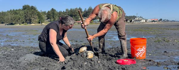 A woman kneels in the mud while a man digs with a clam shovel on a tidal flat near Charleston, Oregon, with freshly unearthed clams visible in the sand between them.