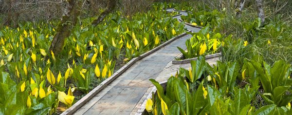 A wooden boardwalk winds through a marsh filled with blooming yellow skunk cabbage at the Estuary Study Trails.