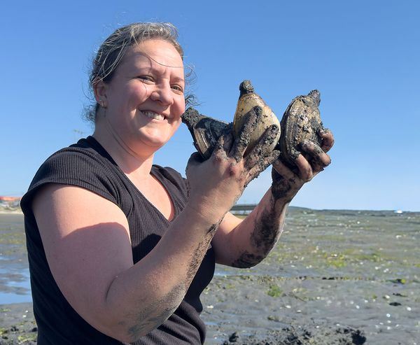 A smiling woman holds up two large gaper clams with mud-covered hands and arms on a tidal flat near Charleston, Oregon on a sunny day.