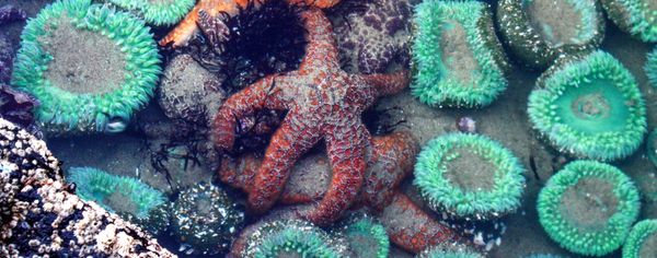 Orange ochre sea star clinging to rocks amid a cluster of bright green anemones and barnacle-covered rock in a tidepool.