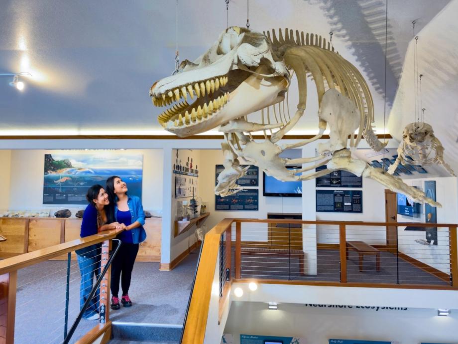 Two women look up at a large marine life skeleton suspended from the ceiling inside the Charleston Marine Life Center, with marine biology exhibits and interpretive panels visible throughout the two-level gallery.