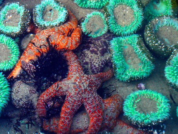 Close-up of a tidepool showing vibrant red and orange sea stars surrounded by clusters of bright green sea anemones on a rocky surface