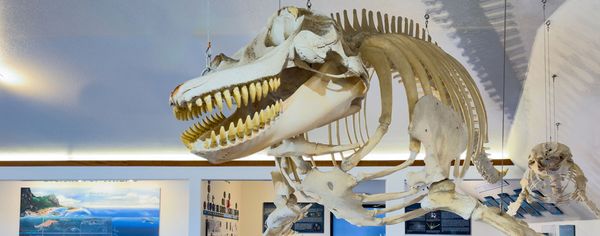 Whale skeleton with a full set of teeth suspended from the ceiling in a Charleston Marine Life Center exhibit hall, with a smaller skeleton visible in the background.