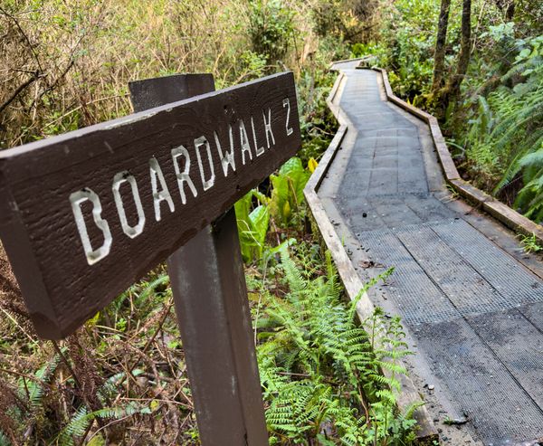A wooden sign reading 'Boardwalk 2' marks a raised walkway winding through ferns and forest at the Estuary Study Trails.