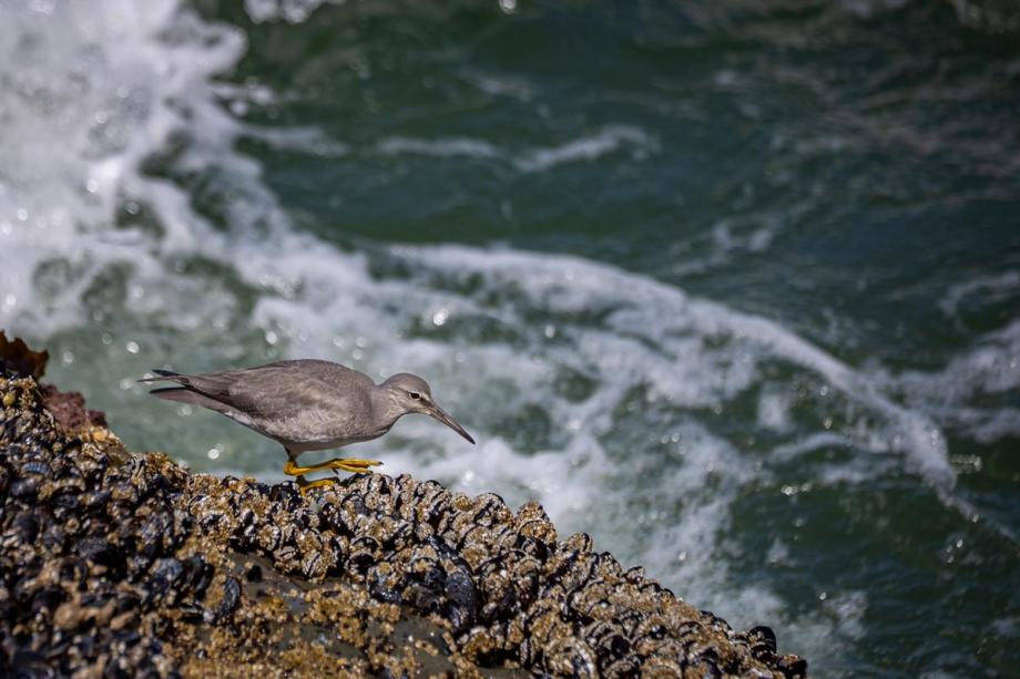 A gray wandering tattler with yellow legs perches on a mussel-covered rock above foamy ocean waves.