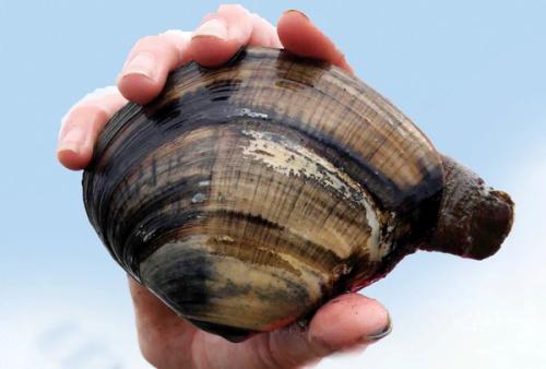 A hand holding a large freshly dug clam against a pale blue sky.