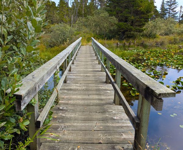 A wooden footbridge crosses a pond covered in lily pads, leading toward a forest trail at Bluebill Trail.