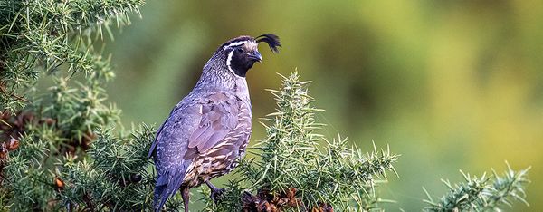 A California Quail perched atop an evergreen shrub, displaying its distinctive curved black plume and scaled plumage.