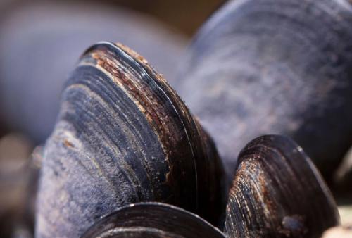 A close-up of butter clams showing their smooth dark rounded shells with distinctive growth rings.