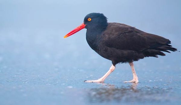 Wavecrest Discoveries 