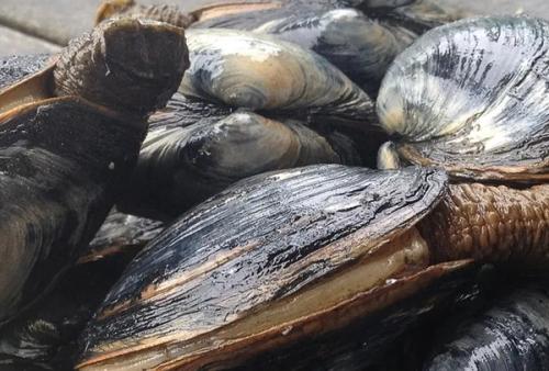 A close-up of freshly harvested gaper clams showing their large dark shells and protruding necks.