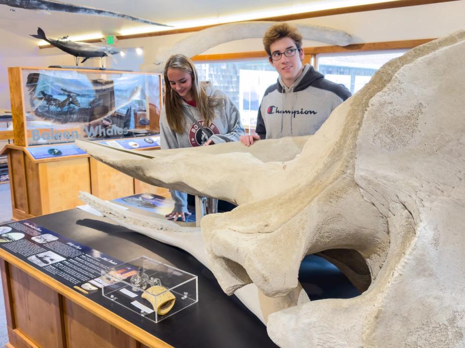 A teenage girl and boy examine a large humpback whale skull on display inside the Charleston Marine Life Center. A baleen whale exhibit and suspended whale model are visible in the background.