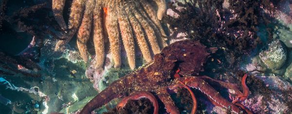 Sunflower sea star and a red octopus camouflaged among rocks and dark seaweed on the ocean floor.