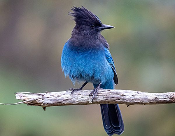 A Steller's Jay perched on a bare branch, showing its vivid blue plumage and distinctive dark crest.