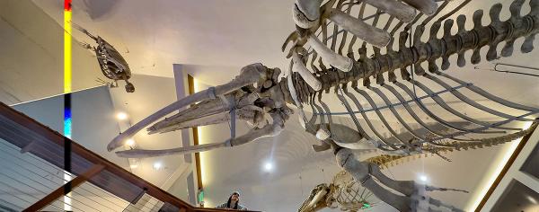 A large whale skeleton hangs from the ceiling of the Charleston Marine Life Center as a visitor looks up at it from below.