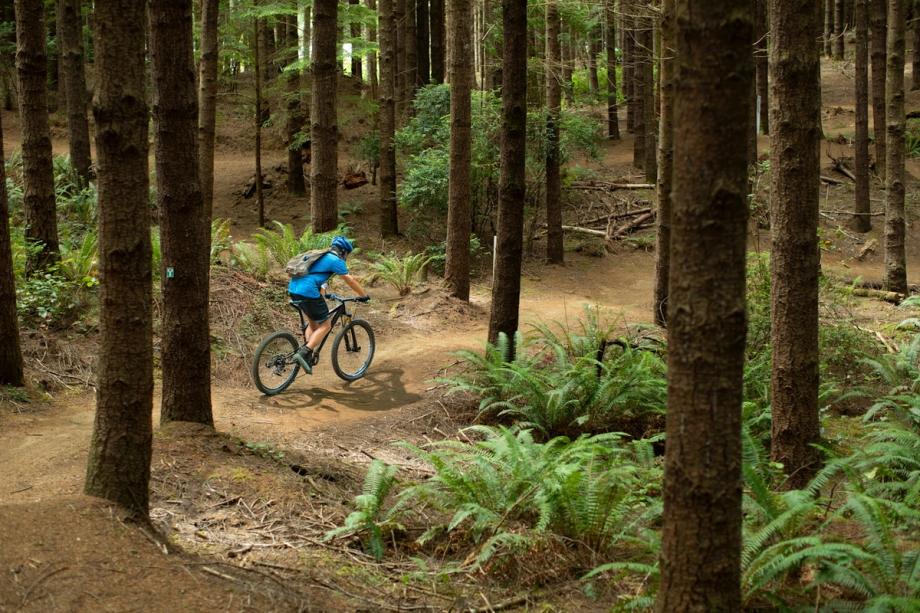 A mountain biker in a blue helmet and shirt navigates a winding dirt trail through a dense forest of tall evergreen trees and lush ferns at Whiskey Run Mountain Biking trails in Oregon.