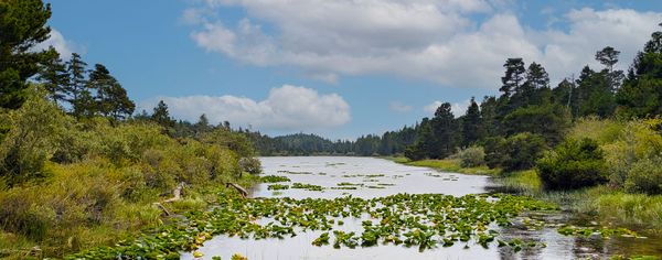 A wide lake covered in lily pads is bordered by forest under a partly cloudy sky at Bluebill Trail.