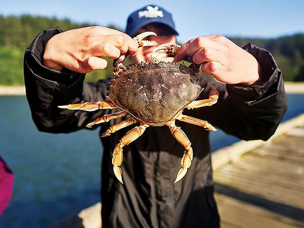A person holds up a freshly caught Dungeness crab on a dock along the Oregon Coast
