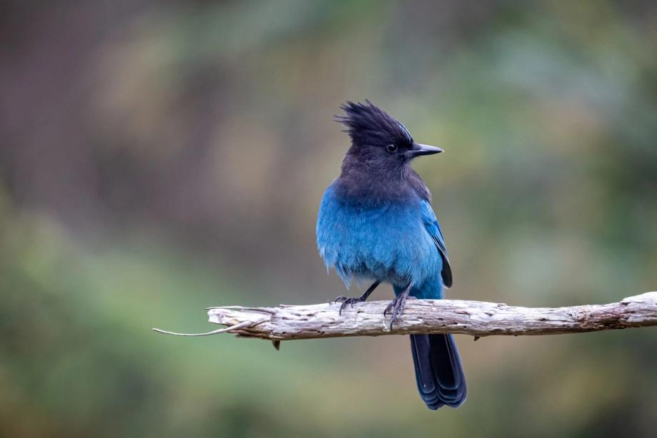 A Steller’s Jay with a black crest and vivid blue body perched on a bare branch in the forest.