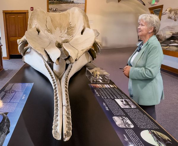 Woman viewing a large gray whale skull display on a black platform inside the Charleston Marine Life Center, surrounded by informational exhibit panels.