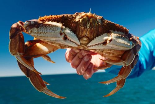A hand holding a large Dungeness crab against a deep blue sky and ocean horizon.