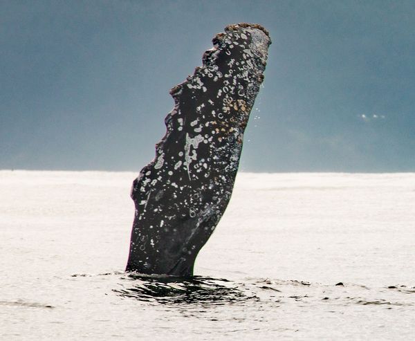 A barnacle-encrusted gray whale pectoral fin rises vertically out of the ocean surface in a behavior known as spyhopping, against a pale gray sky.