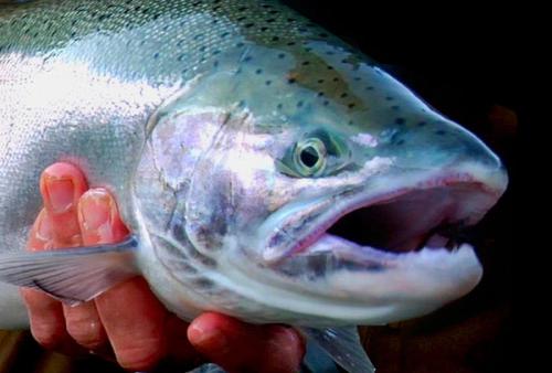  hand holding a silver salmon close up, showing its iridescent scales and open mouth.