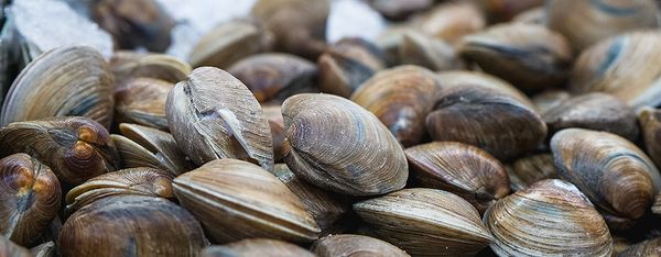 A pile of fresh harvested bay clams with smooth brown shells.