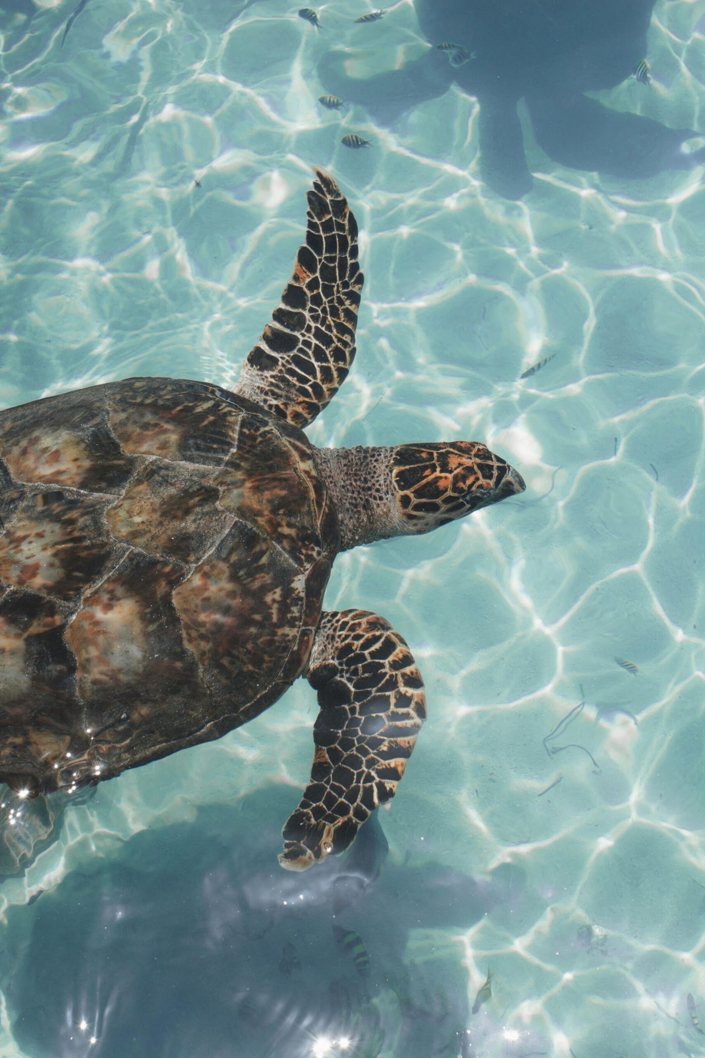 Top Canadian Charities Saving Animals and Giving Them New Lives