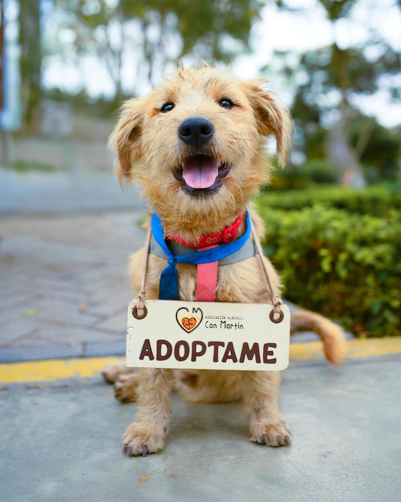 CircleActs.org Animals Charity Donate Support