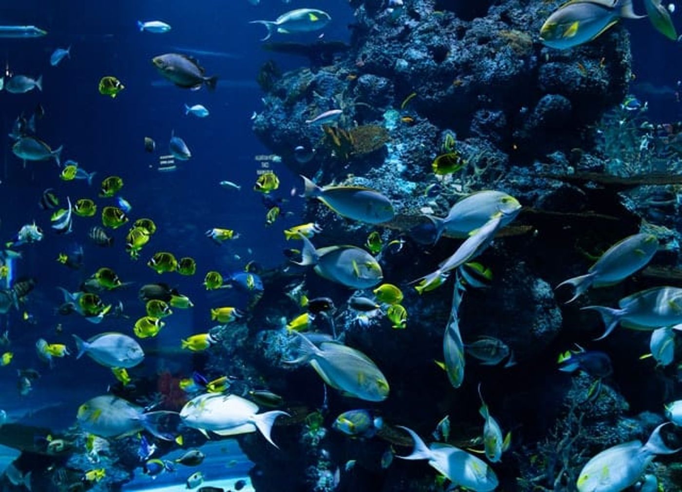 Ocean related nonprofits