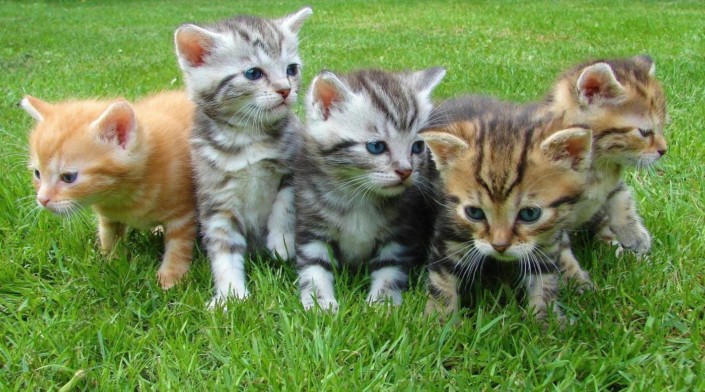 Top 10 Charities for Animal Rights Worldwide