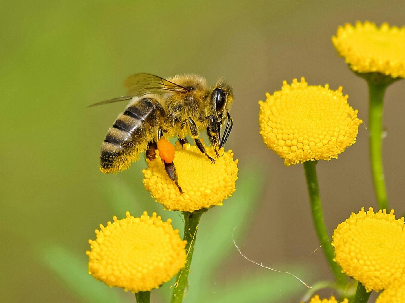 Protect Pollinators Now: Saving Bees and Butterflies in Canada & USA