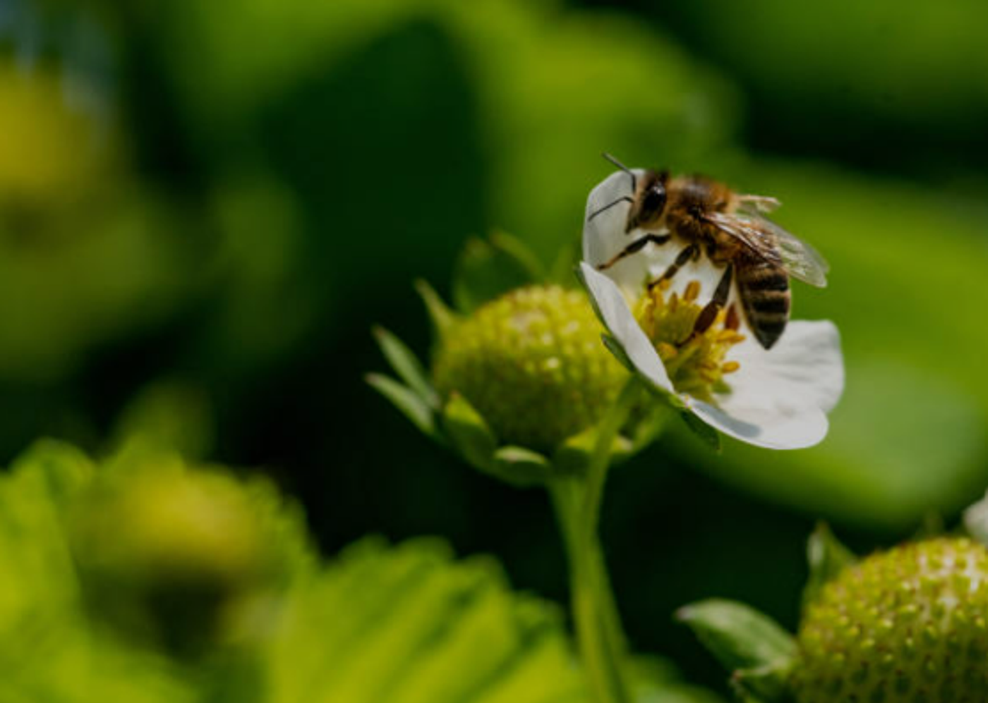 Biodiversity: Importance of Environmental Conservation