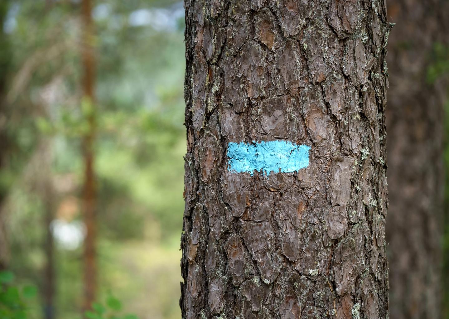 Tree with mark