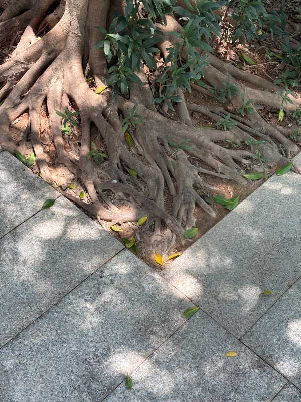 Shenzhen - 2025 - Elia's Diary